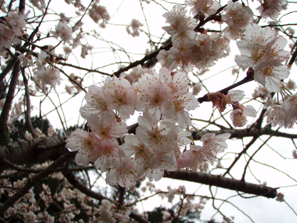 桜、満開！！